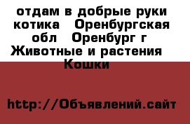 отдам в добрые руки котика - Оренбургская обл., Оренбург г. Животные и растения » Кошки   